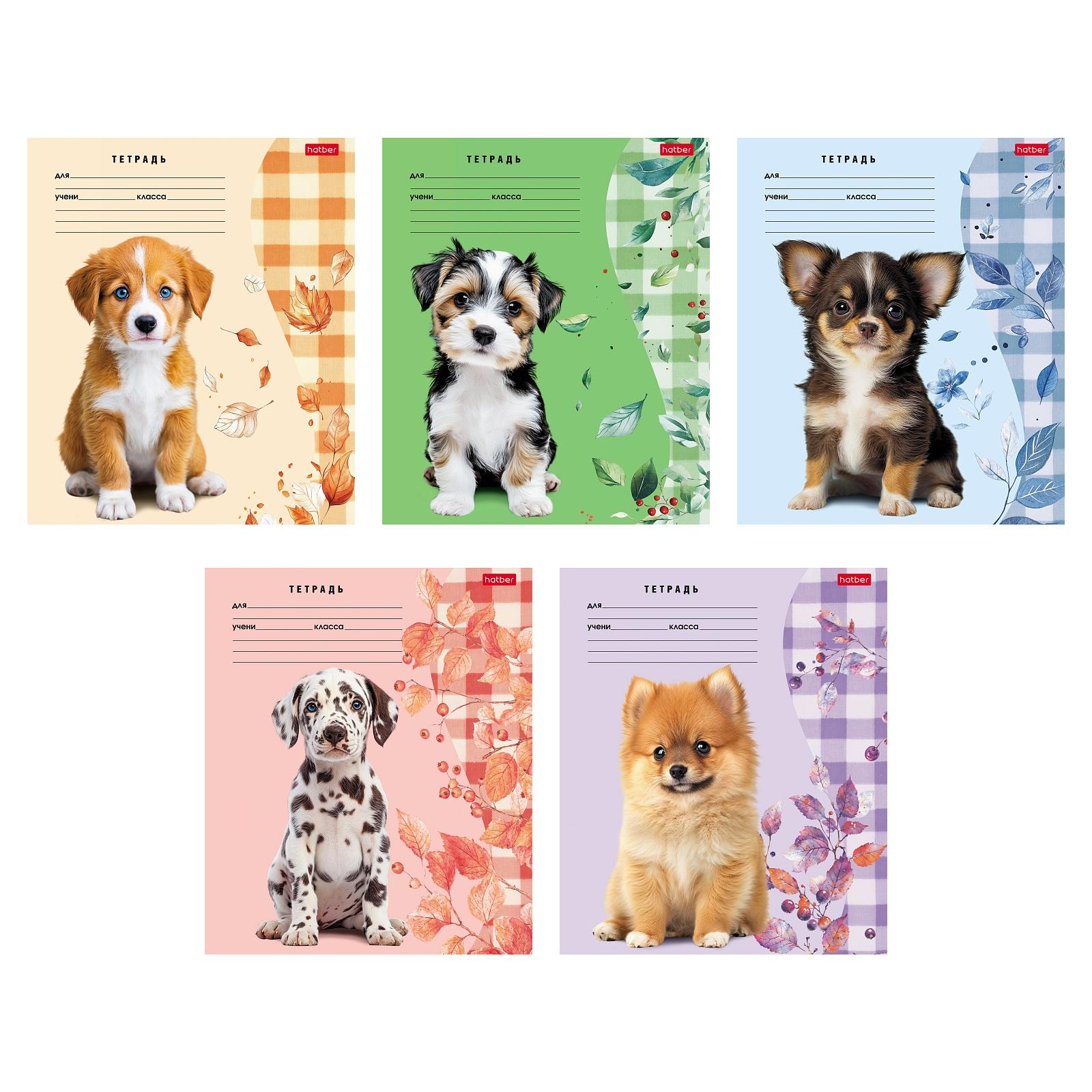 Тетрадь 24 л. линия Hatber Милые носики
